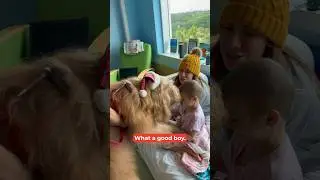 Real-life teddy bear dog visits children’s hospitals to spread Christmas joy! 🧸 