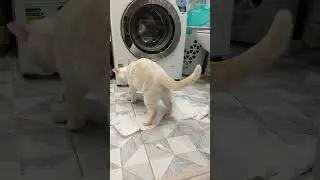 Нервы сдали... #cat #кот