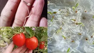 How to grow tomatoes ( Tmatr ) at home from seed #gardening #tomato