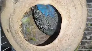 aves en mi aviario