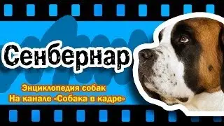 Сенбернар (Молоссы). Энциклопедия пород собак.