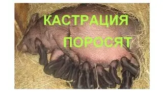 +18 Кастрация месячных Вьетнамских вислобрюхих поросят Castration of the Vietnamese pigs
