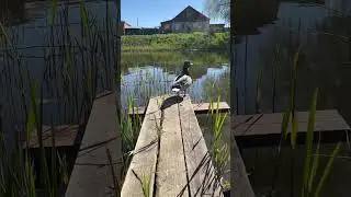 Чудеса природы 🥰 Суздаль. Река Каменка .