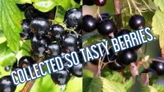 Collected tasty and healthy black berries.