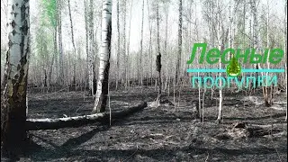 Последствия пожара в лесу