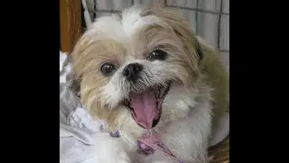 FUNNY DOG #shorts #tiktok #funnydog
