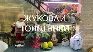 Обзор растений январь 2023 г.