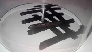 Редкая находка