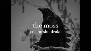 collecting trinkets in the woods || crowcore / gremlincore playlist