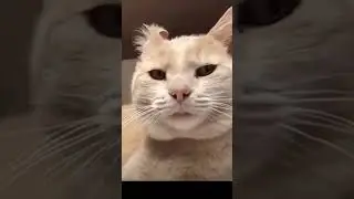 #котики