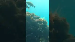 Diving the shipwreck with thousands of fish at Bahia Salinas on Isla Carmen in the Sea of Cortez