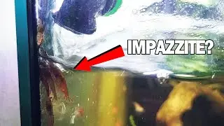 Caridine IMPAZZITE! Perchè fanno così???