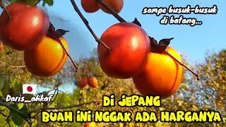 LEBIH BAIK BUSUK DI BATANG DARI PADA DI BAGI-BAGI KE ORANG || GITULAH DI JEPANG #BUAH KAKI JEPANG