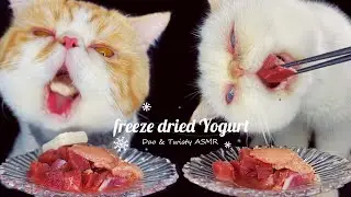 cat eating raw meat and freeze dried yogurt with cranberries | Dao’s ASMR