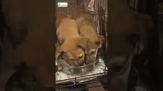 Вот так малыши-подкидыши лопают гречневую кашу!