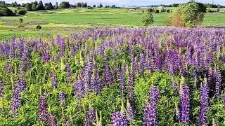Пеку пряники и жарю картошку/Гуляем с мамой☀️Любуемся люпинами🪻