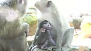 Small boy always nearly Momy for eating…#cuteanimal #cute #cutemonkey #usa