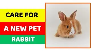 How to Care for a New Pet Rabbit