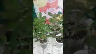 РАЗМНОЖЕНИЕ Денежного Дерева или Толстянки. Три способа.