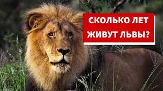 Сколько лет живут львы?