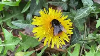 Pollination
