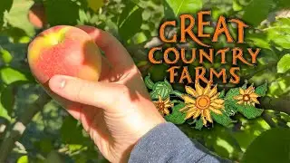 Apple Picking at Great Country Farms!