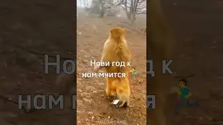 Новый год к нам мчится ❄ 