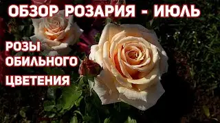 Цветение роз, первая волна! Розы замечательного здоровья и запоминающегося облика.