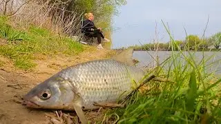 БЕШЕНЫЙ КЛЕВ ВОБЛЫ НА ГОЛЫЕ КРЮЧКИ Астрахань Весна Вобла