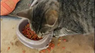 Cat Slang That I Use