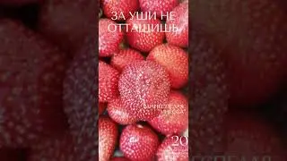 КЛУБНИКА ИНЕССА   ЗА УШИ НЕ ОТТАЩИШЬ