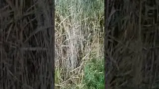 Силикон от Esfishing. Приманки с Aliexpress