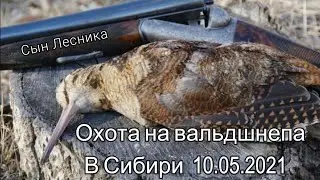 Охота на вальдшнепа В Сибири 10.05.2021