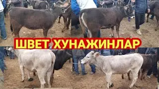 МОЛ БОЗОРИ/MOL BOZORI,MOL BOZOR 2021,BALIQCH МOLBOZORI 2021,БАЛИКЧИ МОЛ БОЗОРИ 2021,БАЛИКЧИ МОЛБОЗОР