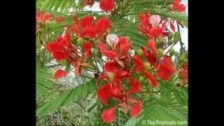POINCIANA