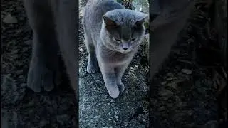 Кот хромает 