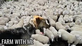 Sheep dogs in New Zealand