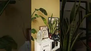 How to decorate home with plants: indoor decoration ideas