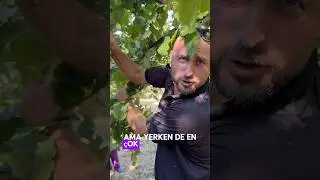 Fındık nasıl toplanır