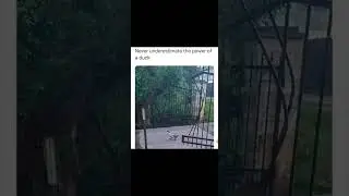 Memes #96