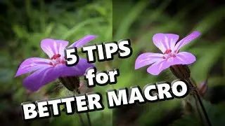 5 Tips for Better Macro Images with Compact Cameras and Ultrazoom (CZ/ENG subtitles)