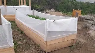 Грядки/ томаты/ зелень