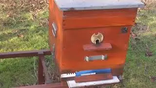 Приехал пролить тактиком а пчёлы сели в клуб