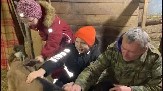 Прозевали опорос! Тестируем молоко наших коз!