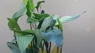 Расслабляющее видео водоема.Релакс.