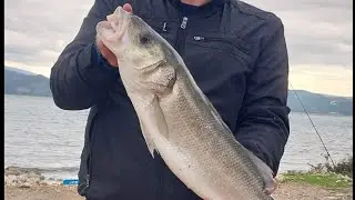 DEV levrekler 🌊🎣🐟🎣FİSHİNG 🎯DİDİM 🇹🇷TÜRKİYE