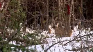 Discovering - Deer Habitat, Scarification Project