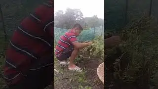 Uprotting Potato Trees for small size potato (C-sized)