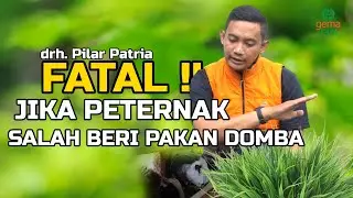 FATAL Jika Peternak Salah Memberi Pakan Pada Domba