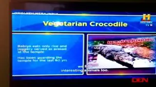Vegetarian crocodile